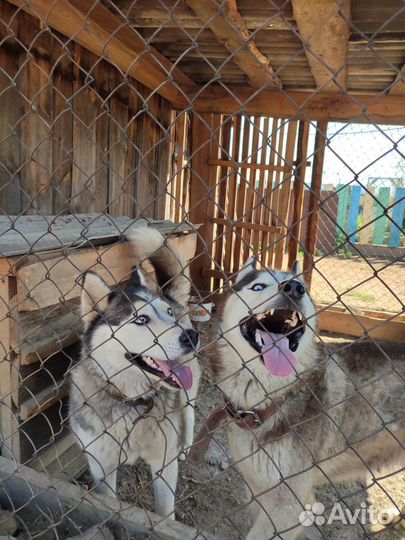 Щенки сибирской хаски девочки