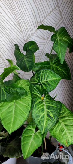 Сингониум Баттерфляй