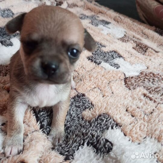 Щенки чихуахуа мини гладкошерстные