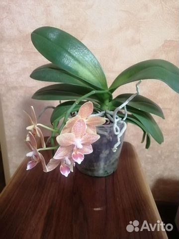 Орхидея фаленопсис Мастерпис