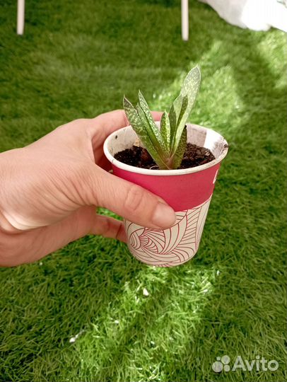 Суккуленты хавортия