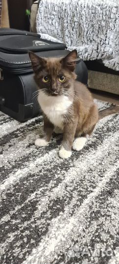 Отдам котят