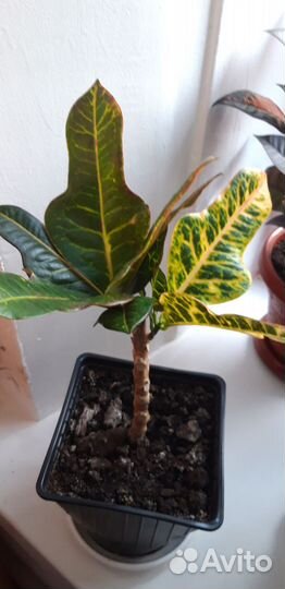 Кротон Экселент