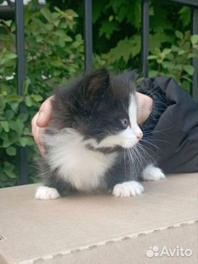 Котенок