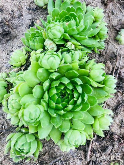 Молодило на альпийскую горку