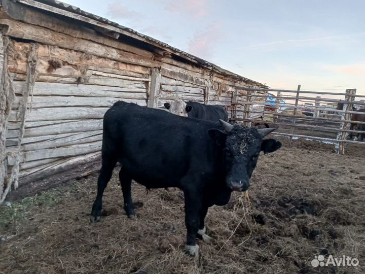 Телки герефорд