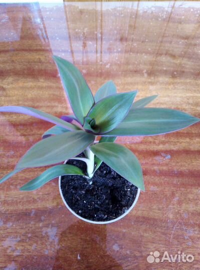 Комнатные растения цветы