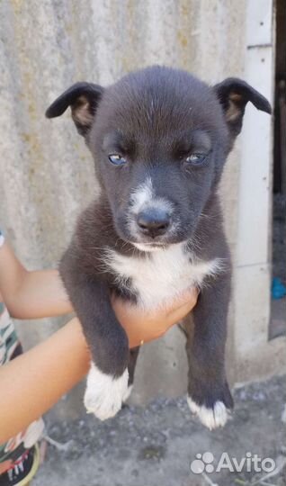 Продаю щенков