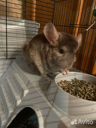 Две шиншиллы