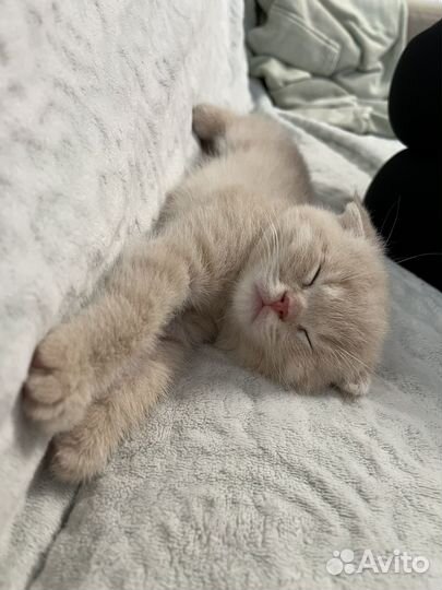 Вислоухий кот