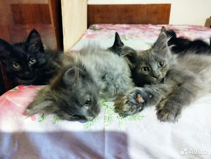 Красивые котята в добрые руки