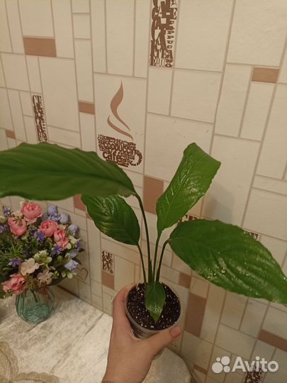 Спатифиллум