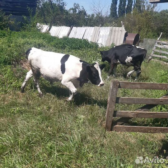 Бычки и телята