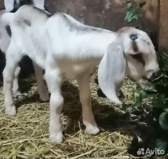 Англо нубийский козлик