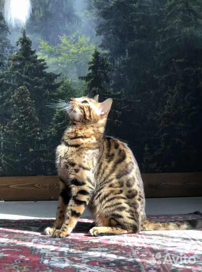 Котёнок Бенгал