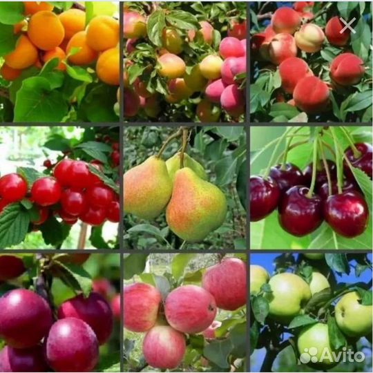 Саженцы плодовых деревьев в контейнере