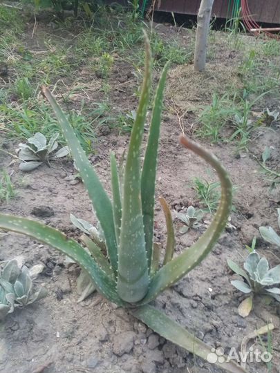 Хлорофитум, декабрист