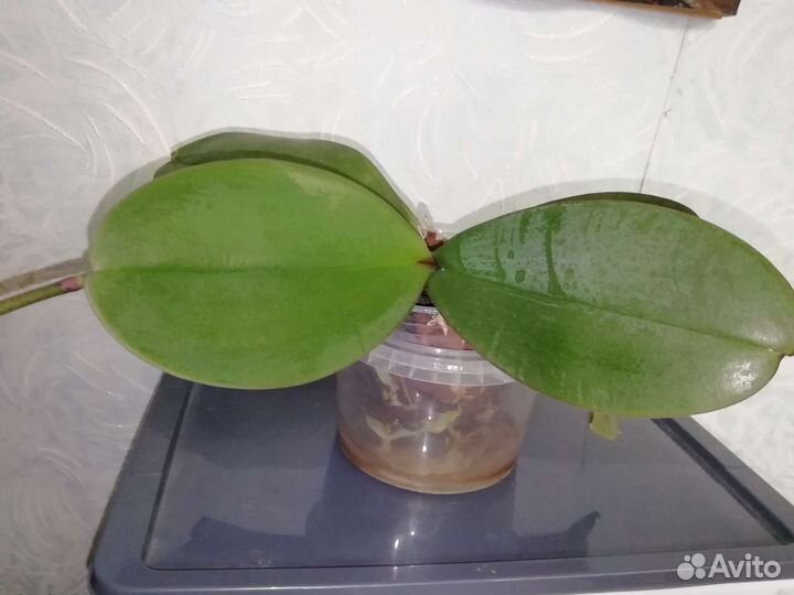 Орхидея фаленопсис