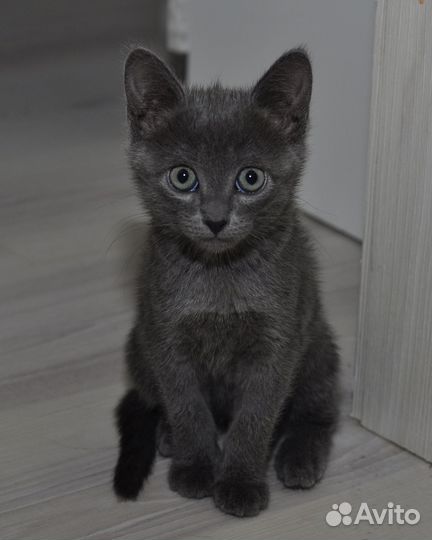 Котятки в добрые руки