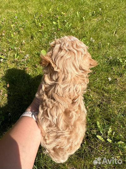 Мальтипу микро f1 micro шикарный baby faceee