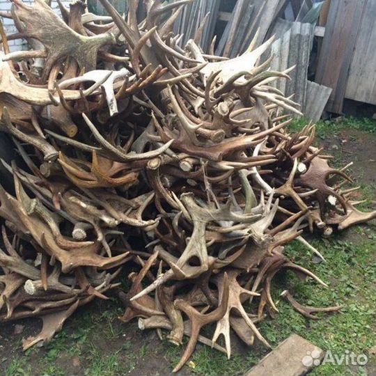 Рога лося и оленя