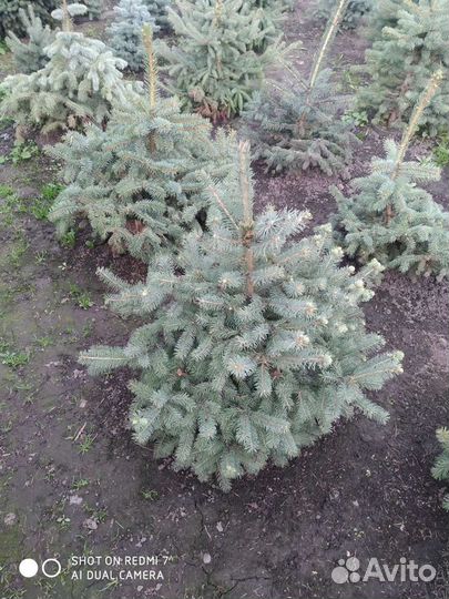 Саженцы ель голубая