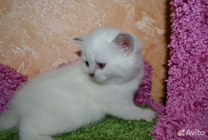 Шикарная британская плюшечка