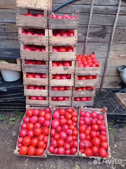 Домашние помидоры