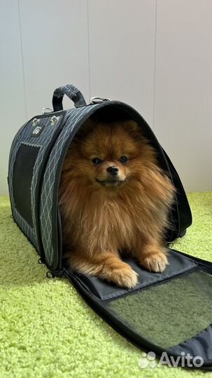 Сумка переноска для кошек и маленьких собак