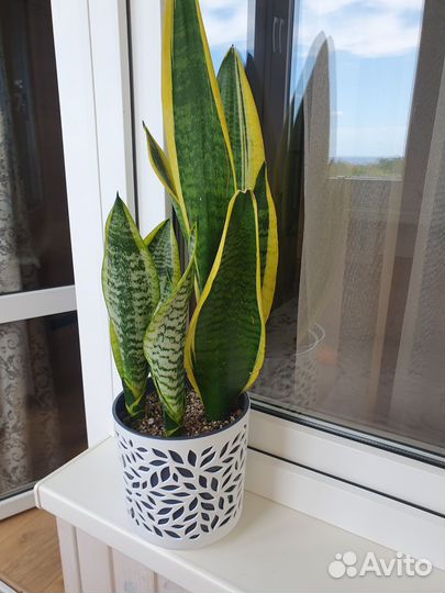 Сансевиерия Футура Суперба