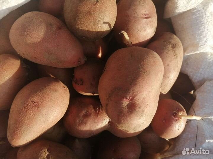 Семенной картофель