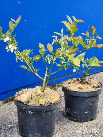 Голубика Саженцы