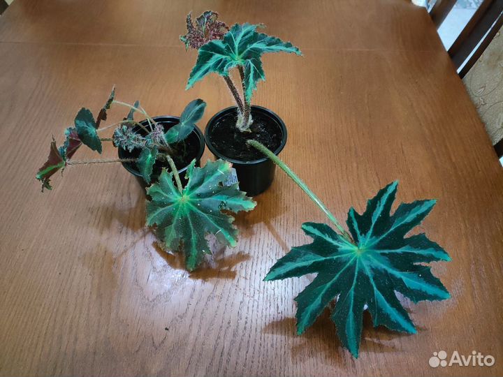 Комнатные цветы