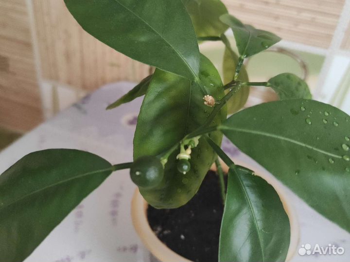 Каламондин