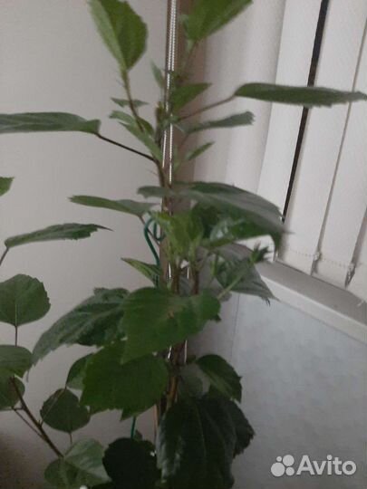 Гибискус китайская роза