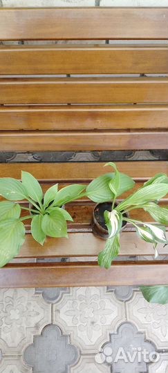 Пеларгония герань, многолетники