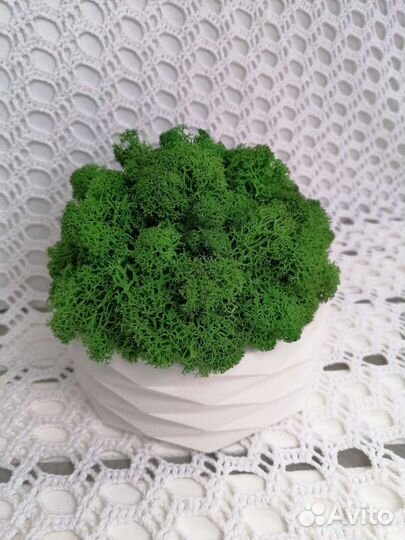 Композиция из мха