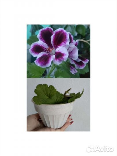 Пеларгония сортовая