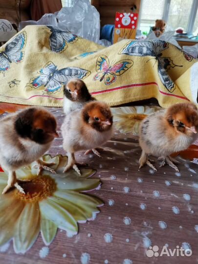 Породистые цыплята