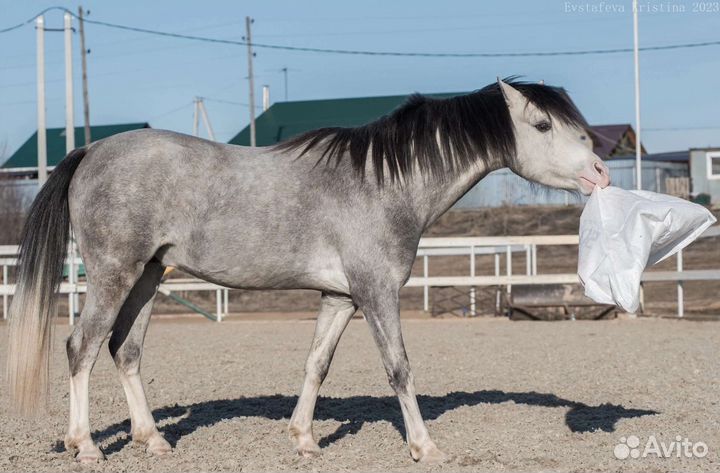 Лошадь жеребец