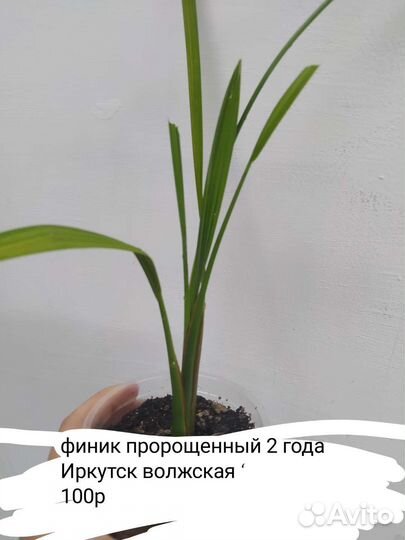 Красивые комнатные растения