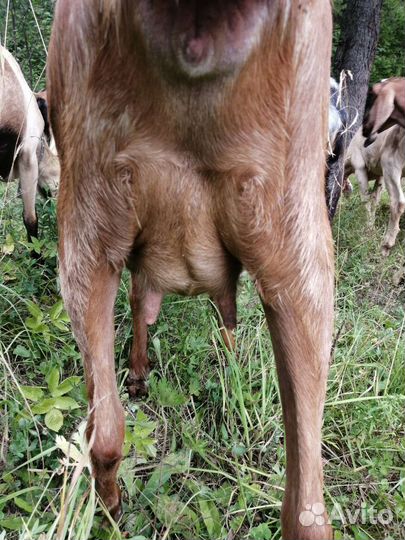 Нубийские козочки