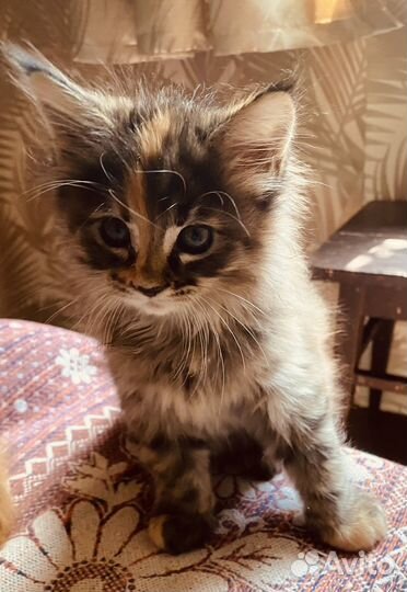 Шикарные котята мейн-кун