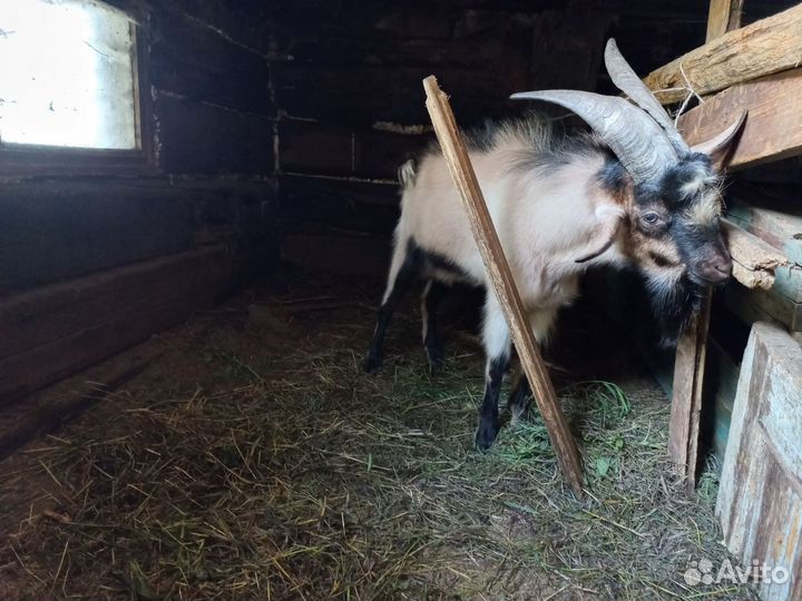 Козёл на племя