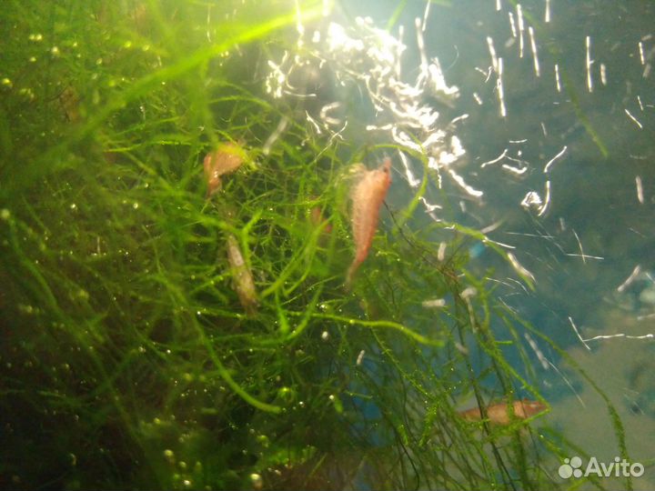 Креветки вишня + водные растения