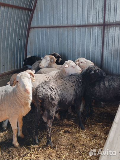 Бараны, ярки