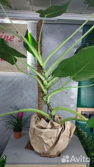 Сингониум SP