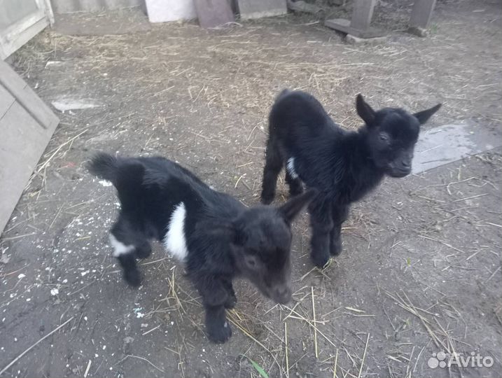 Козёл для вязки