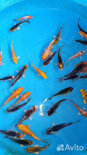 Малёк карпа кои