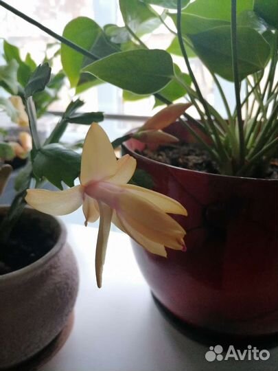 Шлюмбергера белый, розовый, красный, жёлтый